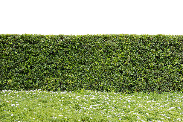 istock trimed shrub fence 517047051