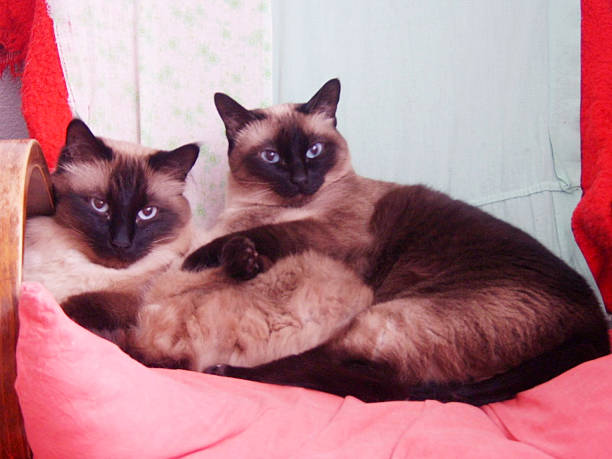 istock Family of cats 517047119