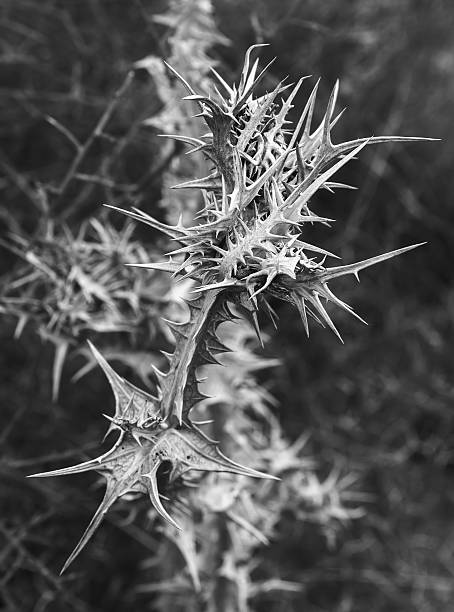 black and white dry and prickly plant