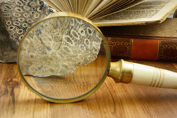 istock science with Loupe  coral fossil and old book. 517047335