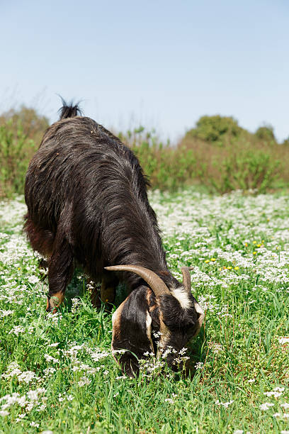 Portrait of a mountain goat on the background of flowers