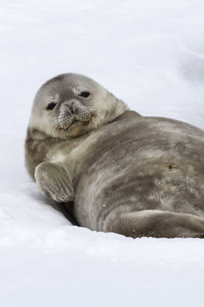 istock Weddell seal pup lying in the snow 517048521