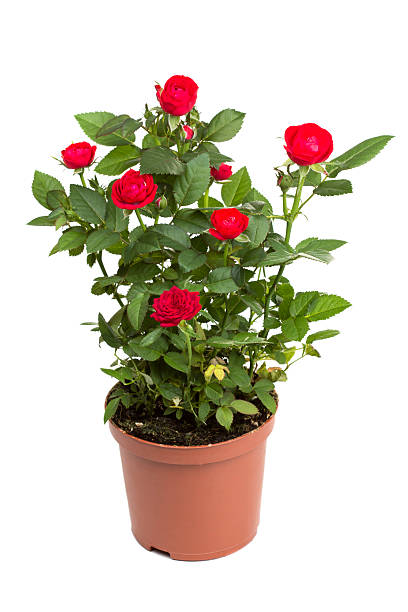 istock Roses in a flower pot 517048591