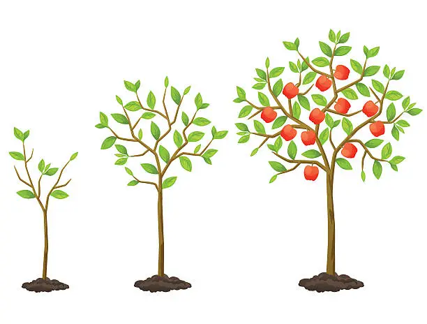 Vector illustration of Growth cycle from seedling to fruit tree. Illustration for agricultural