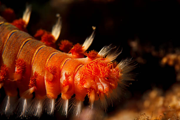 Sea life.  Bearded fireworm. Underwater. Very shallow DOF. Macro.