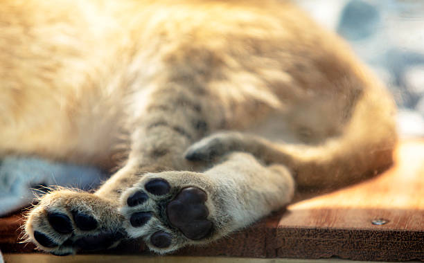 istock paw and tail of sleeping baby lion 517050862