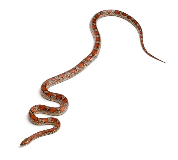 istock Miami Corn Snake or Red Rat Snake, Pantherophis guttatus, 517052308