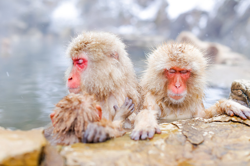 A snow monkey in the hot springs