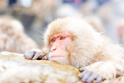 A snow monkey in the hot springs