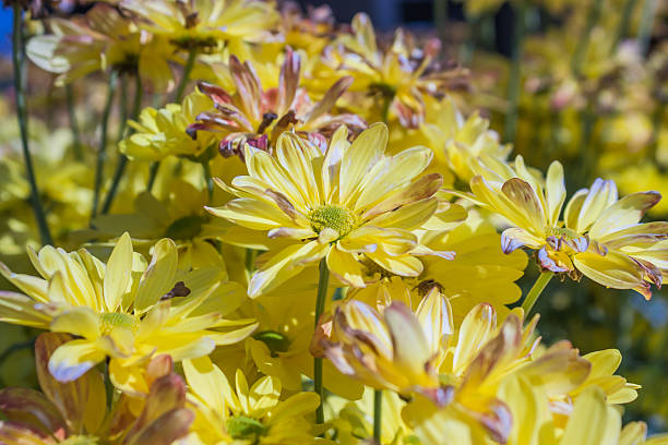 istock Yellow Chrysanthemum Flowers 517052964