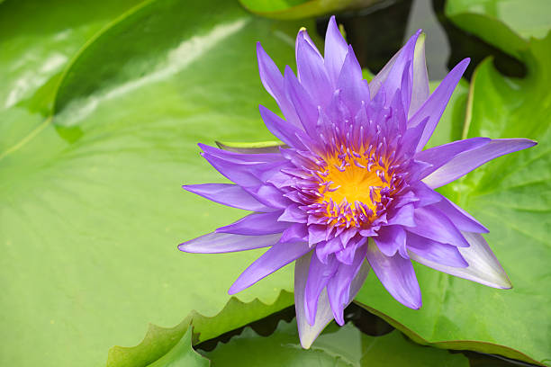 istock Violet lotus flower 517053042