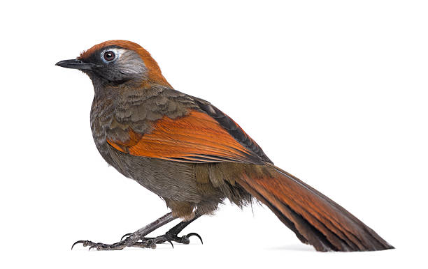 istock Side view on a Red-tailed Laughingthrush - Garrulax milnei, 517053264