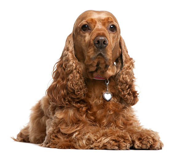 English Cocker Spaniel, 5 years old, lying