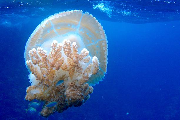 istock Tentacles of mosaic jelly fish 517053354