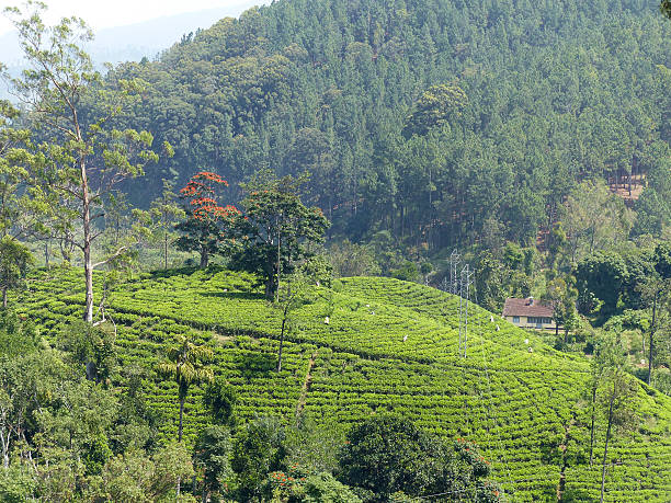 istock Sri Lanka bicycle round trip 517053672