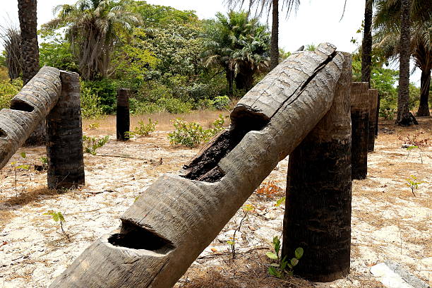 Logs-Diogue-Senegal Logs-Diogue-Senegal casamance photos stock pictures, royalty-free photos & images
