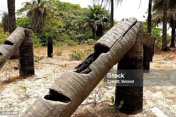 Logsdioguesenegal Stock Photo - Download Image Now - Africa, Casamance, Forest