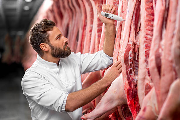 Butcher measuring pork temprature Butcher measuring pork temperature in the refrigerator at the meat manufacturing pig photos stock pictures, royalty-free photos & images