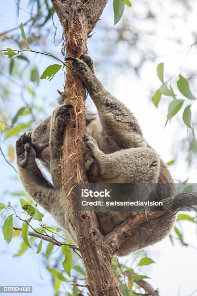 Koala On Tree Stock Photo - Download Image Now - Acacia Tree, Activity, Animal Body Part