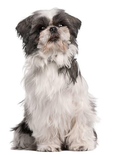 istock Shih tzu, 3 years old, sitting 517054152