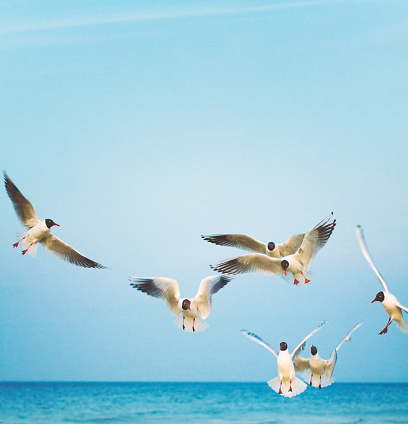 Sea gull at the Ocean
