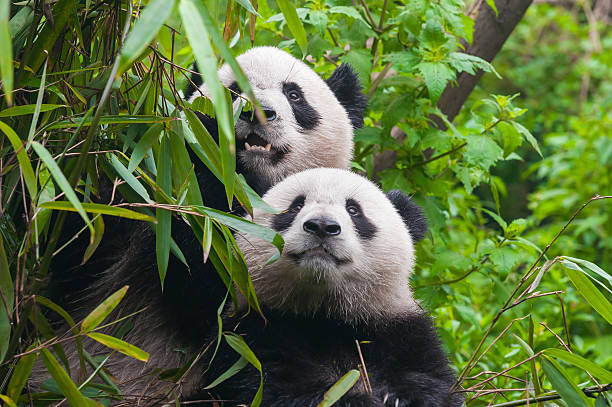 dos panda osos en bosque de bambú - bamboo shoot fotos fotografías e imágenes de stock