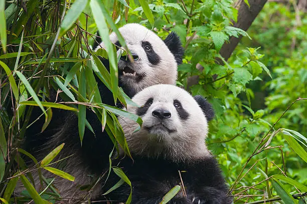 A giant panda bear couple in bamboo forest