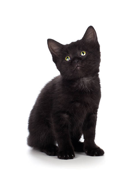 istock Cute black kitten isolated on a white background 517054391