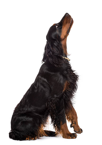 Side view of Gordon Setter, 1 year old, sitting and looking up against white background
