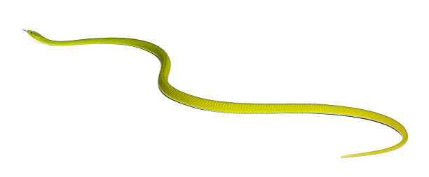 istock Eastern green mamba - Dendroaspis angusticeps, poisonous, white background 517054466