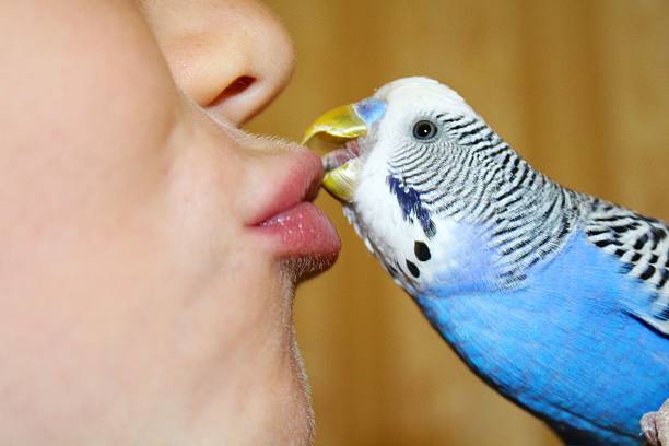 istock Blue budgerigar is kissing 517054493