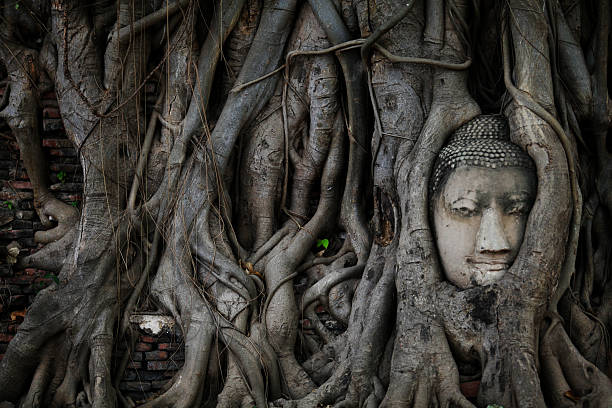 istock Ancient head of Buddha statue in tree root, Ayutthaya, Thailand 517054494