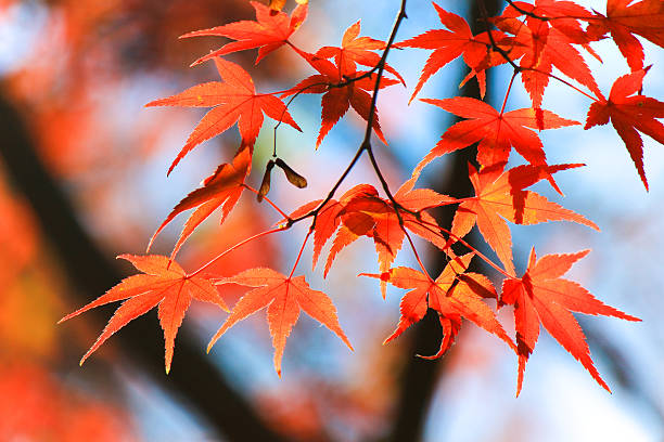 istock Red leafs in autumn period 517055278