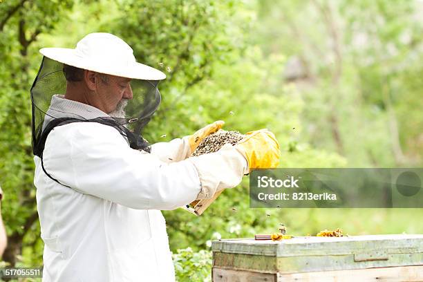 Apiarist Working With Bees Stock Photo - Download Image Now - Adult, Adults Only, Animal