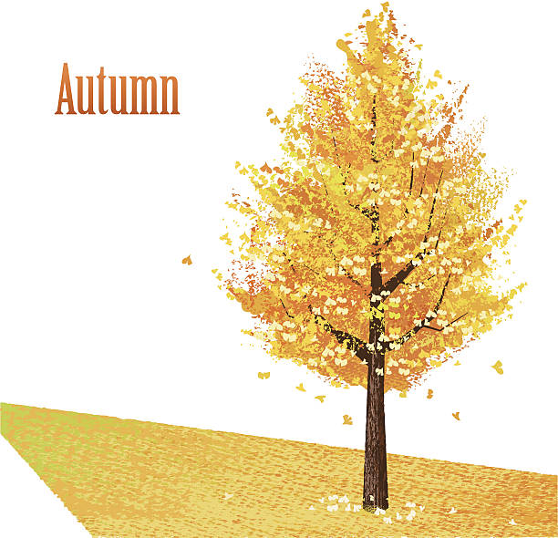 Gingko with golden leaves in late autumn vector art illustration