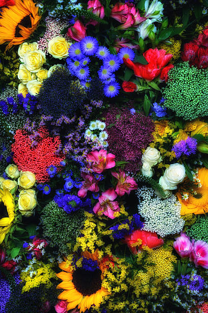 istock colorful flowers 517056107