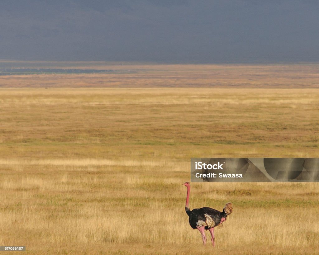 Ostrich Ostrich, Ngorongoro Africa Stock Photo