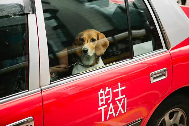 Photo of Dog in Taxi