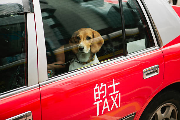 pies w taksówka - lypsehk2014 zdjęcia i obrazy z banku zdjęć