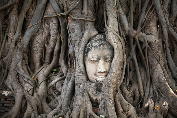 istock Ancient head of Buddha statue in tree root, Ayutthaya, Thailand 517056612