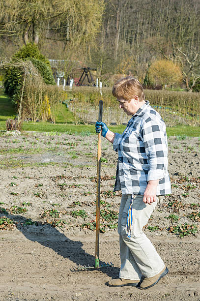 istock Spring garden work. Woman sowing and planting with rake 517056626