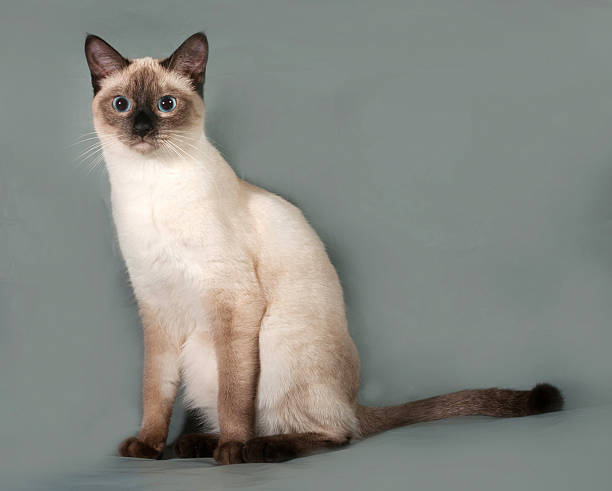 istock Thai cat with blue eyes sitting on gray 517056637