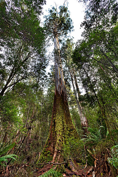 タスマニア州マウントフィールドトールツリー垂直 - eucalyptus tree tree australia tropical rainforest ストックフォトと画像