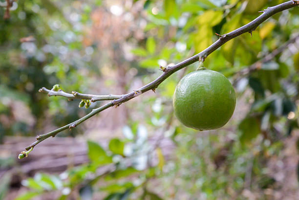 istock Lemon tree in the garden organic. 517057018