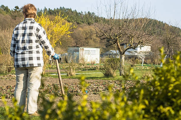 Older woman working in the garden, spring cleaning, sowing, planting Older woman working in the spring garden. Spring garden work, spring cleaning, sowing, planting forsythia garden stock pictures, royalty-free photos & images