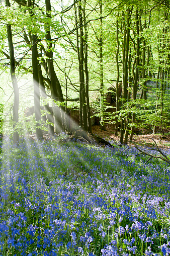 Bluebells in English woodland meadow with dapplede sunlight