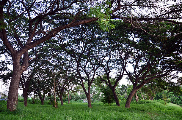 istock Forest garden in Phutthamonthon Nakhon Pathom of Thailand. 517057645