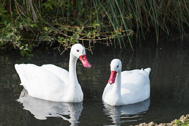Pair of Coscoroba swans stock photo