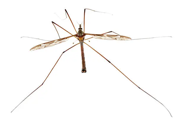 Crane fly or daddy long-legs, Tipula maxima, in front of white background