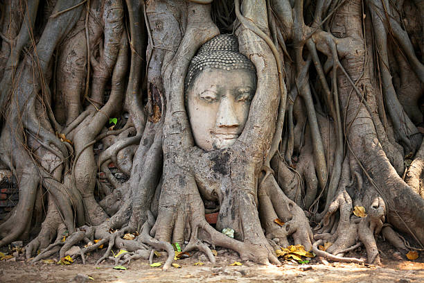 istock Ancient head of Buddha statue in tree root, Ayutthaya, Thailand 517058438